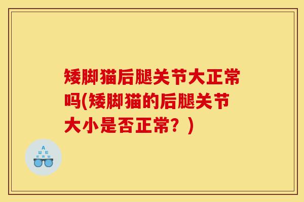 矮脚猫后腿关节大正常吗(矮脚猫的后腿关节大小是否正常?) 矮脚猫后腿关节大正常吗(矮脚猫的后腿关节大小是否正常?)