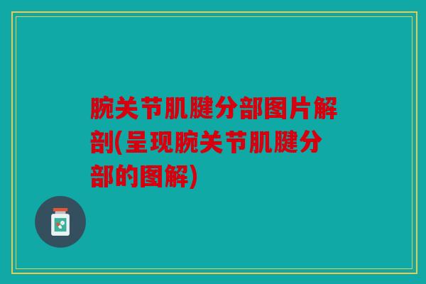 腕关节肌腱分部图片解剖(呈现腕关节肌腱分部的图解)